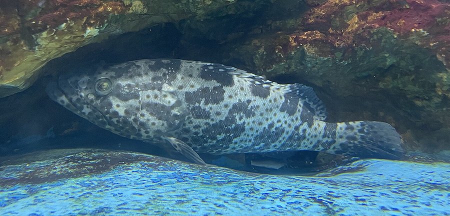 Hamour, orange-spotted grouper