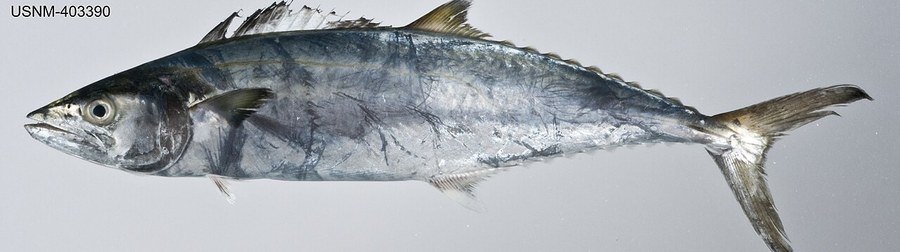 Kingfish, narrow-barred Spanish mackerel