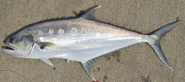 Queenfish