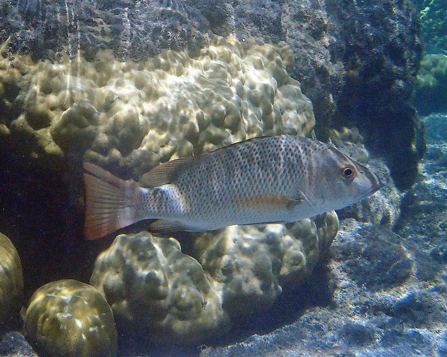 Red snapper on the reef